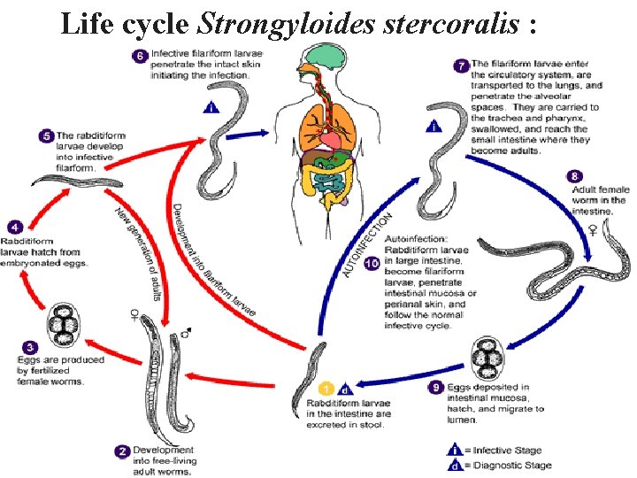 Life cycle Strongyloides stercoralis : 