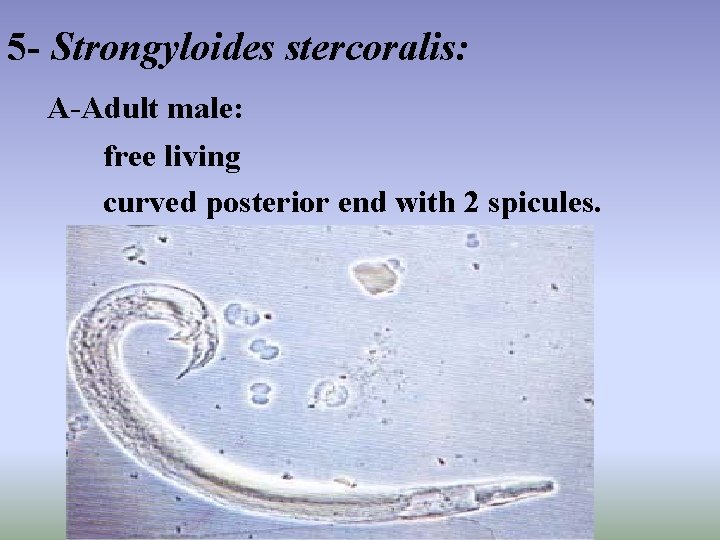 5 - Strongyloides stercoralis: A-Adult male: free living curved posterior end with 2 spicules.