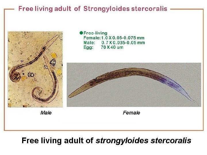 Male Female Free living adult of strongyloides stercoralis 