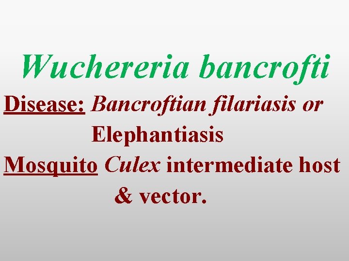 Wuchereria bancrofti Disease: Bancroftian filariasis or Elephantiasis Mosquito Culex intermediate host & vector. 