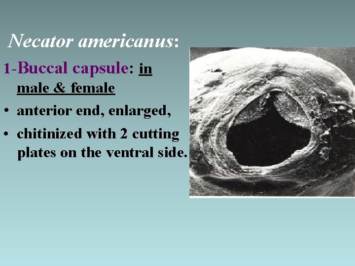 Necator americanus: 1 -Buccal capsule: in male & female • anterior end, enlarged, •