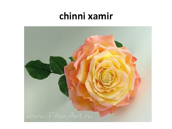chinni xamir chinni xamir