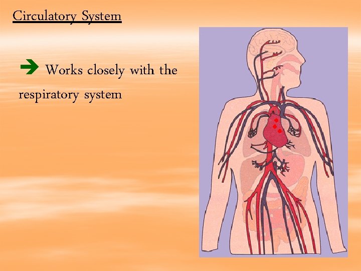 Circulatory System Works closely with the respiratory system 