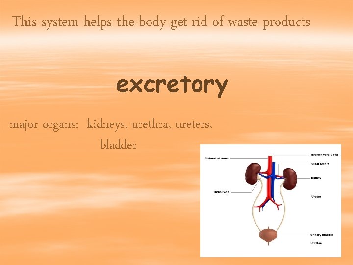 This system helps the body get rid of waste products excretory major organs: kidneys,