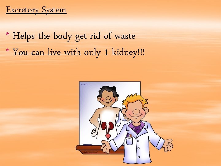 Excretory System * Helps the body get rid of waste * You can live