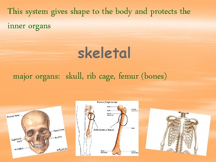 This system gives shape to the body and protects the inner organs skeletal major