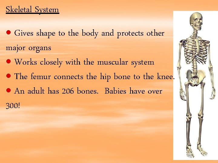 Skeletal System Gives shape to the body and protects other major organs Works closely