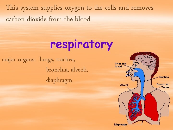 This system supplies oxygen to the cells and removes carbon dioxide from the blood
