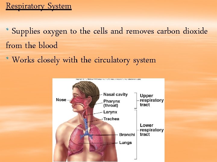Respiratory System * Supplies oxygen to the cells and removes carbon dioxide from the