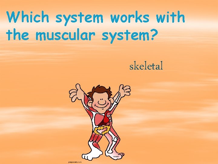 Which system works with the muscular system? skeletal 