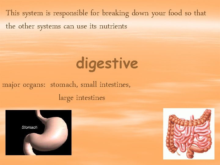 This system is responsible for breaking down your food so that the other systems