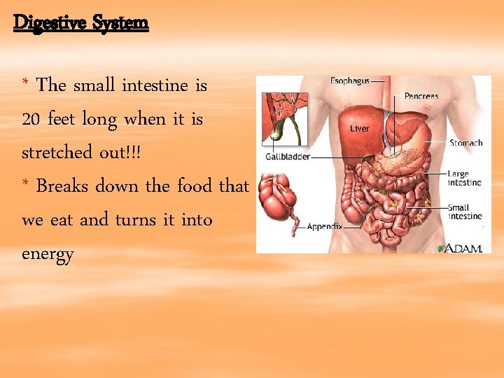 Digestive System * The small intestine is 20 feet long when it is stretched