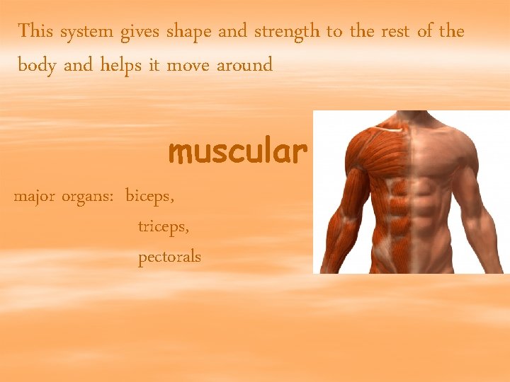 This system gives shape and strength to the rest of the body and helps
