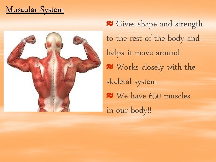 Muscular System Gives shape and strength to the rest of the body and helps