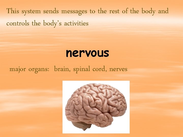 This system sends messages to the rest of the body and controls the body’s