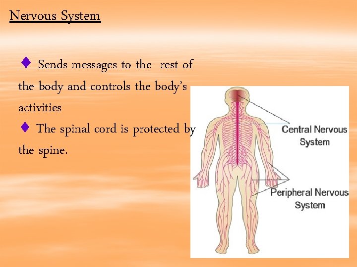 Nervous System Sends messages to the rest of the body and controls the body’s