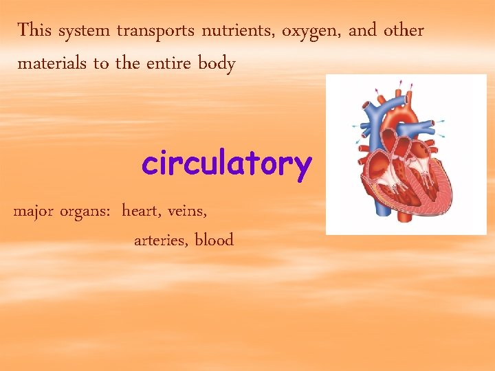 This system transports nutrients, oxygen, and other materials to the entire body circulatory major
