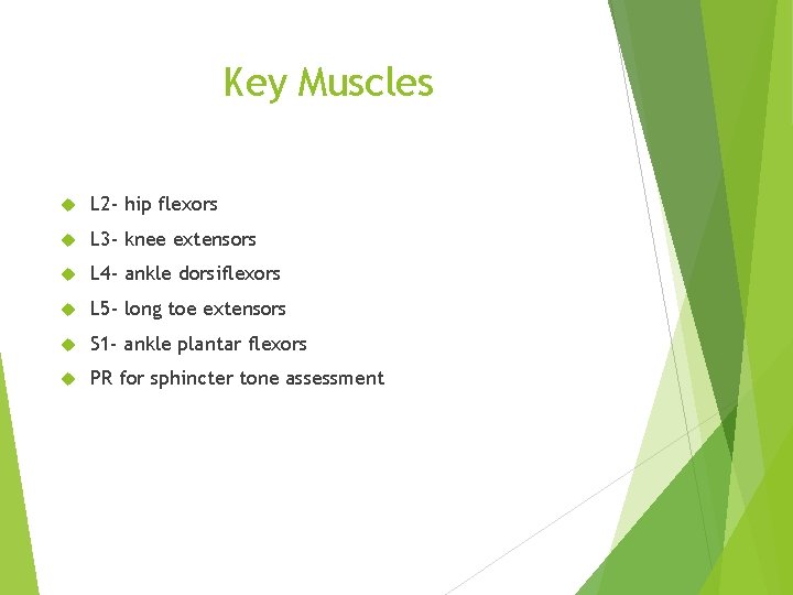 Key Muscles L 2 - hip flexors L 3 - knee extensors L 4