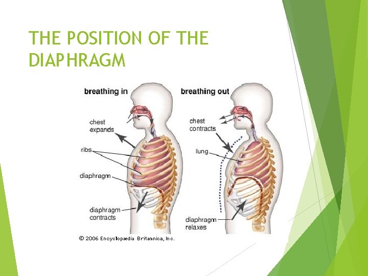 THE POSITION OF THE DIAPHRAGM 