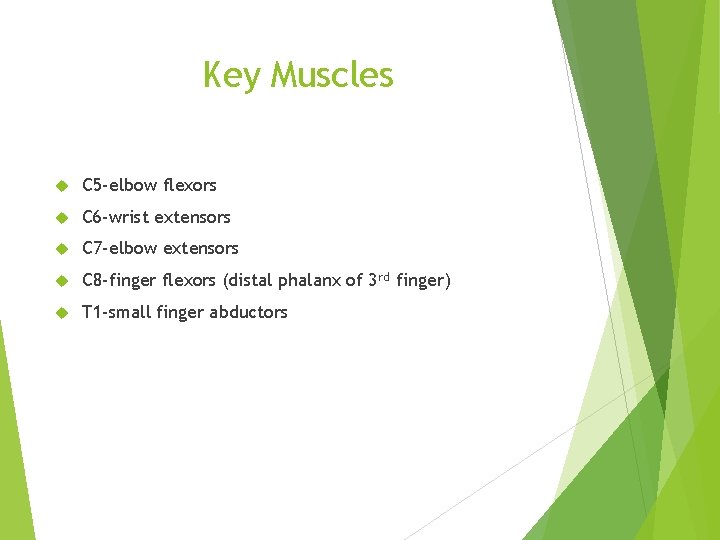 Key Muscles C 5 -elbow flexors C 6 -wrist extensors C 7 -elbow extensors