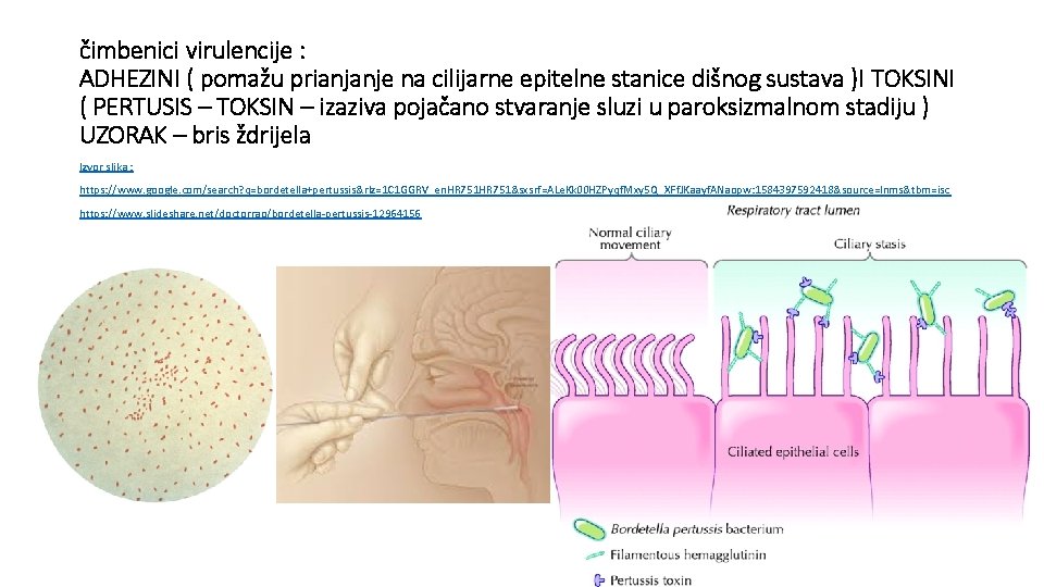 čimbenici virulencije : ADHEZINI ( pomažu prianjanje na cilijarne epitelne stanice dišnog sustava )I