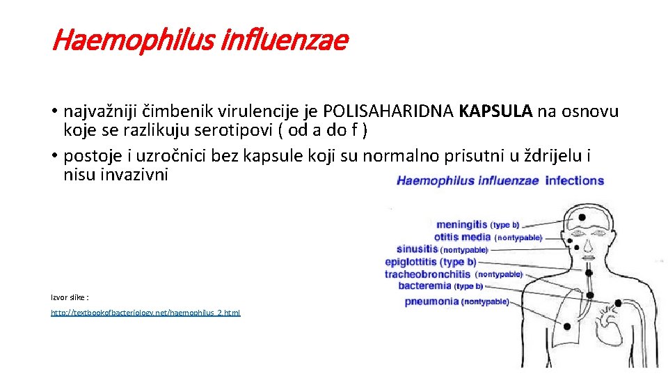 Haemophilus influenzae • najvažniji čimbenik virulencije je POLISAHARIDNA KAPSULA na osnovu koje se razlikuju