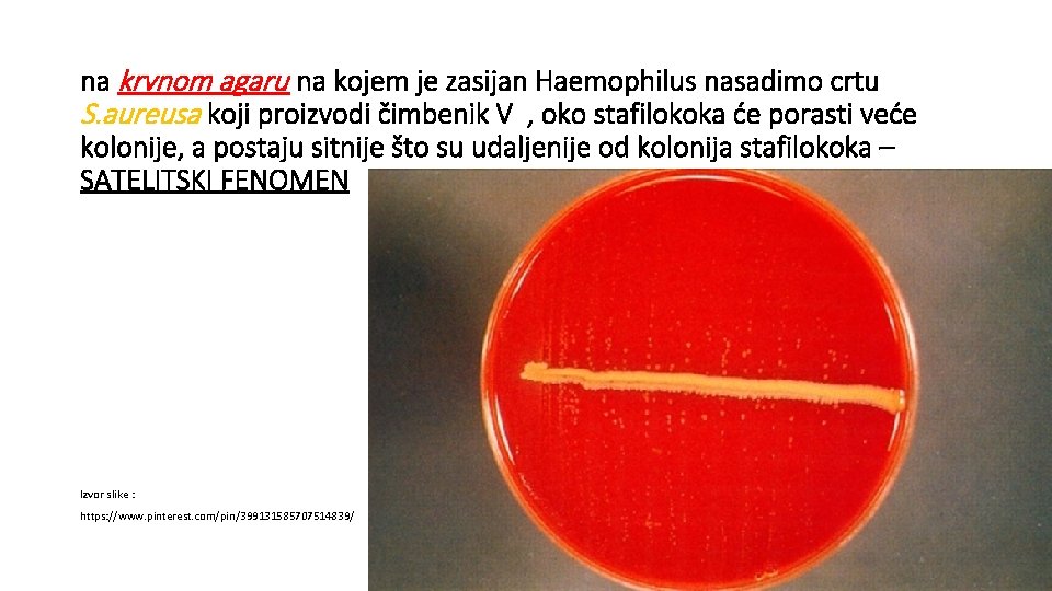 na krvnom agaru na kojem je zasijan Haemophilus nasadimo crtu S. aureusa koji proizvodi