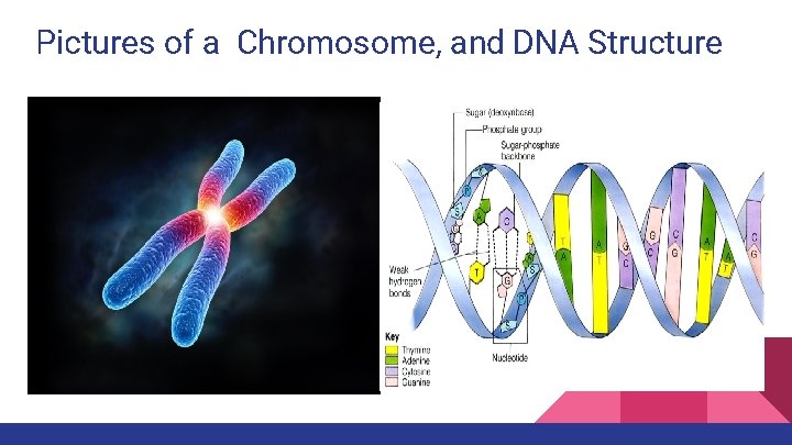 Pictures of a Chromosome, and DNA Structure 