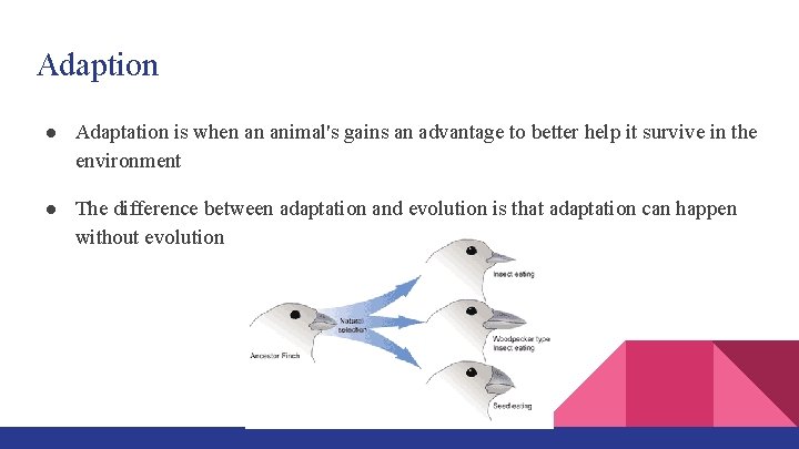 Adaption ● Adaptation is when an animal's gains an advantage to better help it