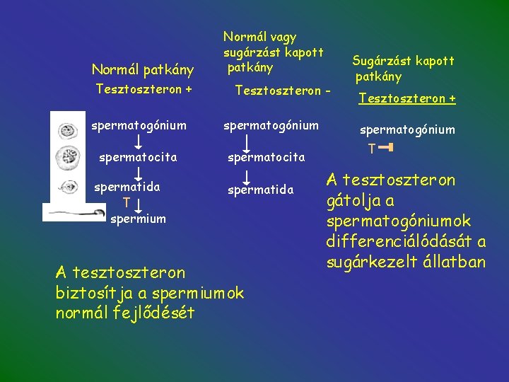 Normál patkány Tesztoszteron + spermatogónium spermatocita spermatida T spermium Normál vagy sugárzást kapott patkány