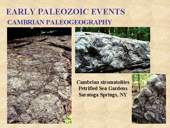 EARLY PALEOZOIC EVENTS CAMBRIAN PALEOGEOGRAPHY Cambrian stromatolites Petrified Sea Gardens Saratoga Springs, NY 