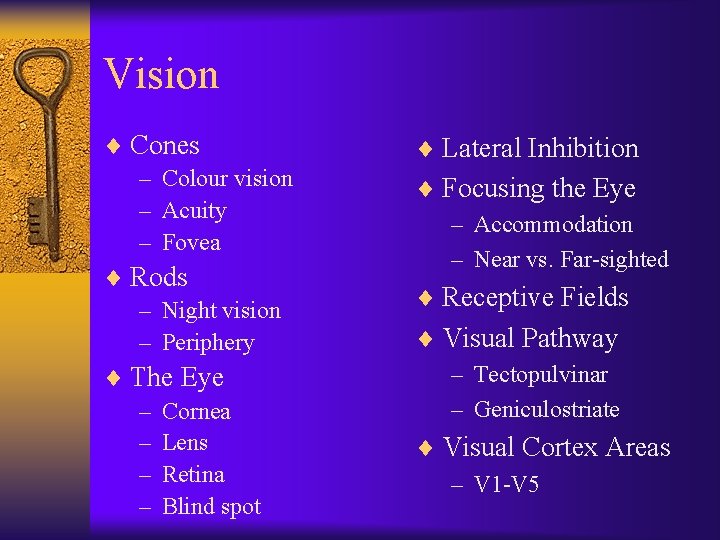 Vision ¨ Cones – Colour vision – Acuity – Fovea ¨ Rods – Night