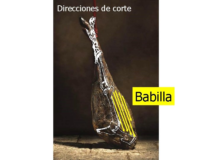 Direcciones de corte Babilla 