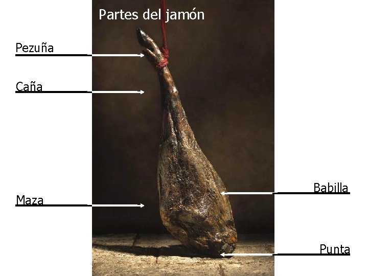 Partes del jamón Pezuña Caña Maza Babilla Punta 