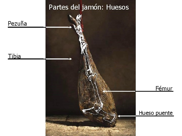 Partes del jamón: Huesos Pezuña Tibia Fémur Hueso puente 