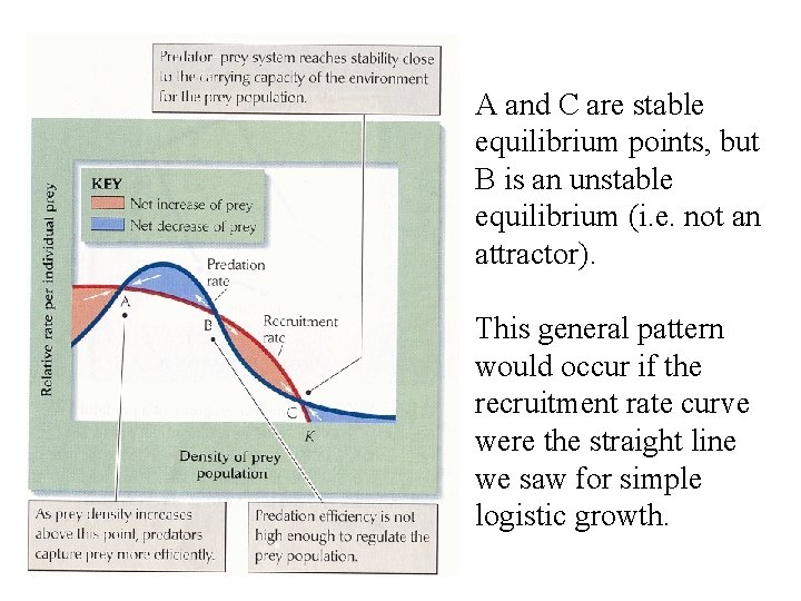 A and C are stable equilibrium points, but B is an unstable equilibrium (i.