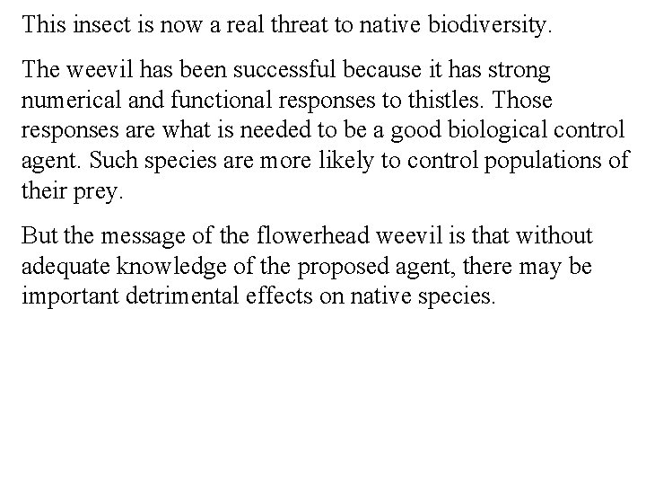 This insect is now a real threat to native biodiversity. The weevil has been