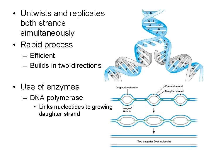  • Untwists and replicates both strands simultaneously • Rapid process – Efficient –