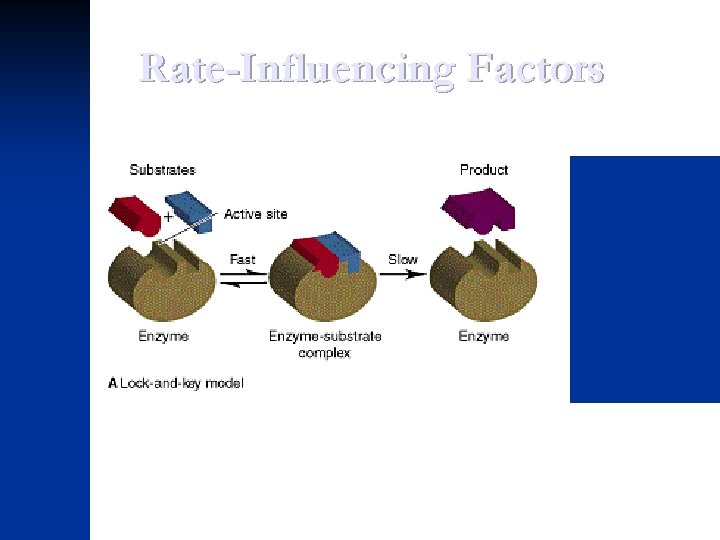 Rate-Influencing Factors 