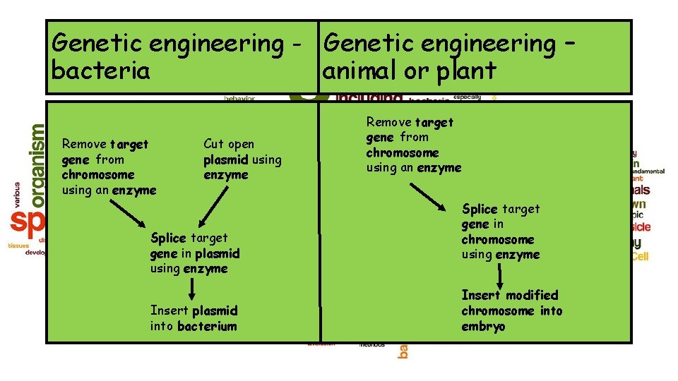 Genetic engineering - Genetic engineering – bacteria animal or plant Remove target gene from