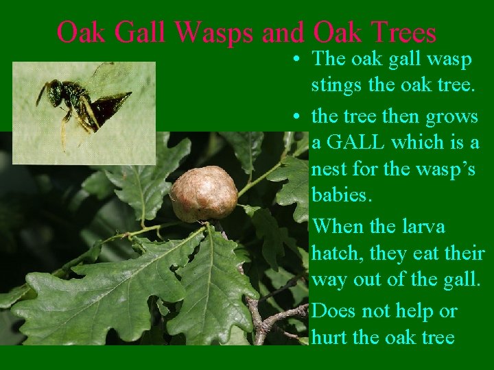 Oak Gall Wasps and Oak Trees • The oak gall wasp stings the oak