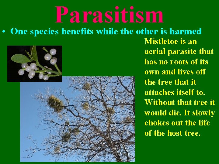 Parasitism • One species benefits while the other is harmed Mistletoe is an aerial
