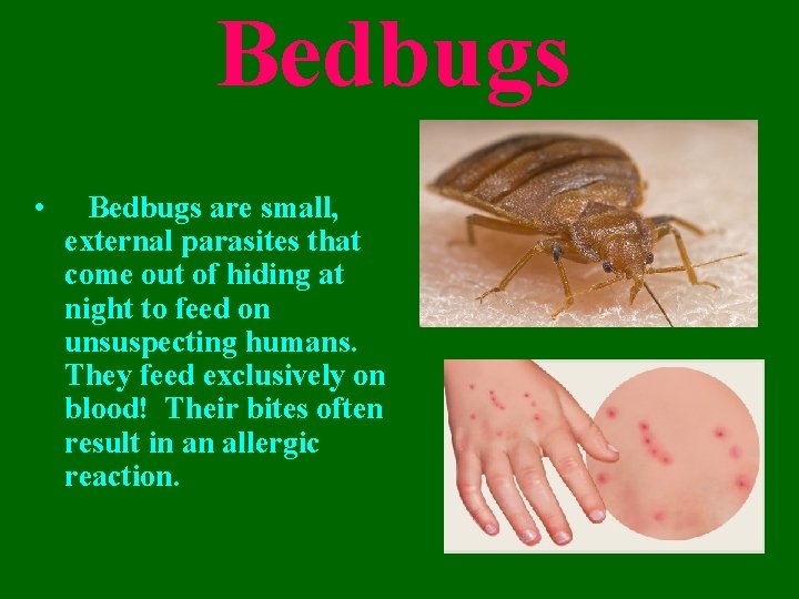Bedbugs • Bedbugs are small, external parasites that come out of hiding at night