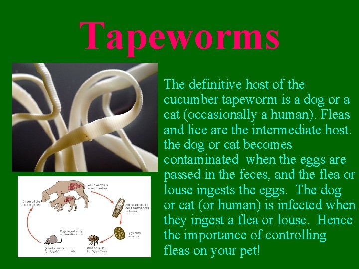 Tapeworms • The definitive host of the cucumber tapeworm is a dog or a