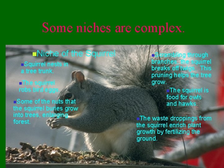 Some niches are complex. n. Niche of the Squirrel n. Scrambling through branches, the