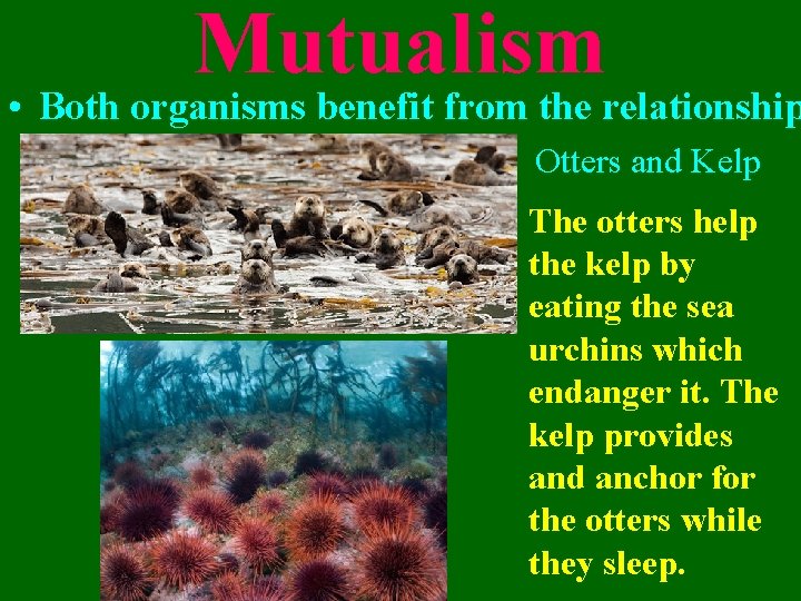 Mutualism • Both organisms benefit from the relationship Otters and Kelp The otters help