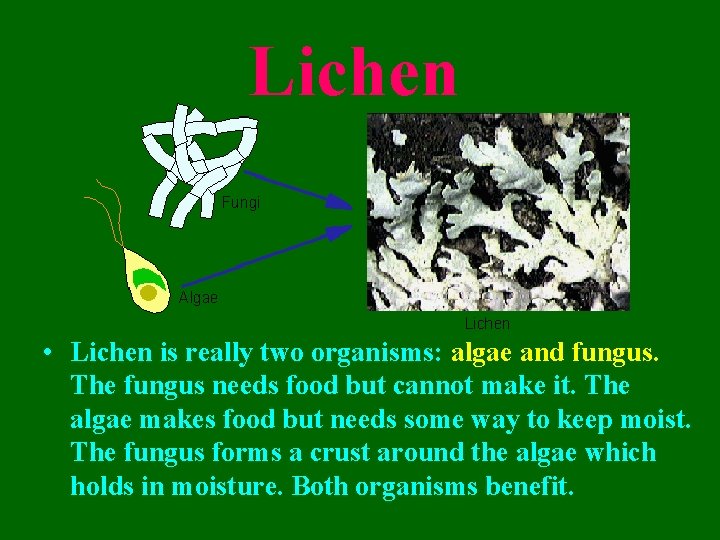 Lichen • Lichen is really two organisms: algae and fungus. The fungus needs food