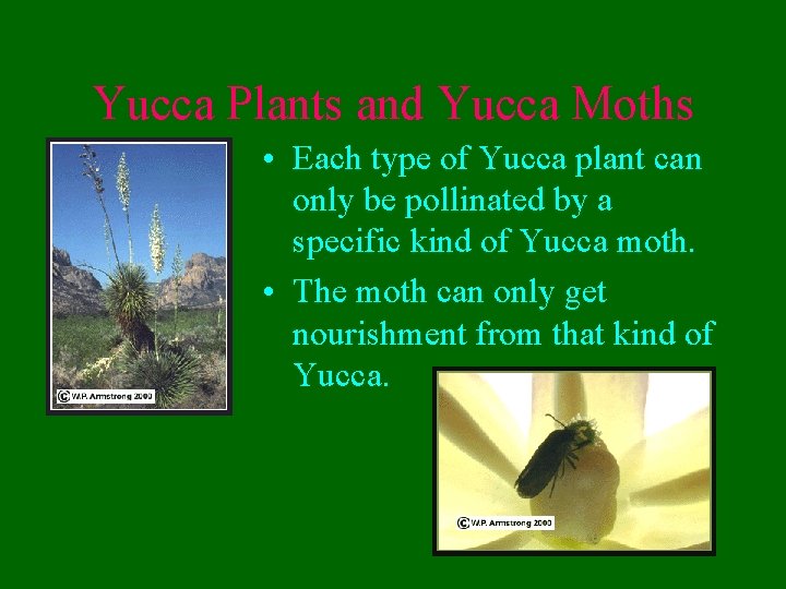 Yucca Plants and Yucca Moths • Each type of Yucca plant can only be