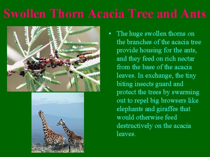Swollen Thorn Acacia Tree and Ants • The huge swollen thorns on the branches