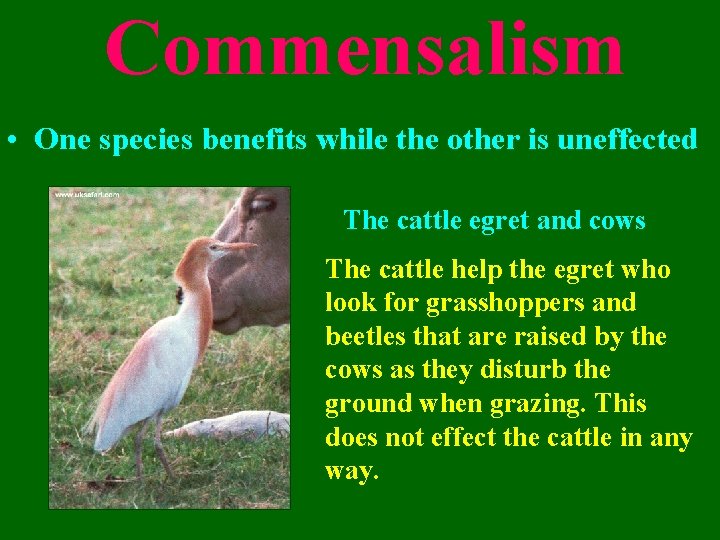 Commensalism • One species benefits while the other is uneffected The cattle egret and